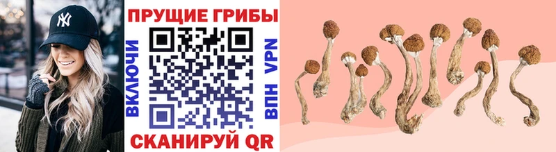 Псилоцибиновые грибы Cubensis Бронницы